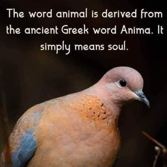 π - Picture 3 of 16